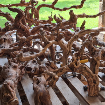 Fragmenty Krzewów winorośli