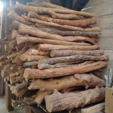 Gałęzie i konary drzew ogrodowych