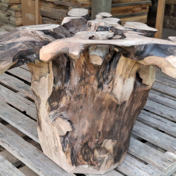 Pieniek orzecha z korzeniową podstawą