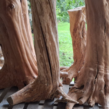 Pnie śliwy z korzeniową podstawą.