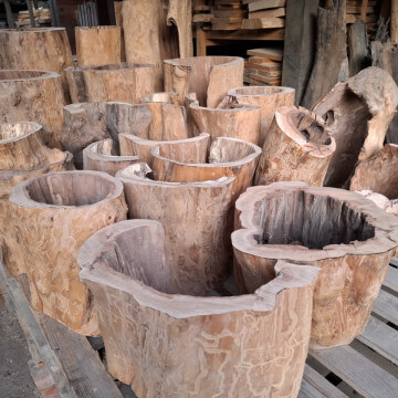 Puste pieńki i fragmenty pni jabłoni