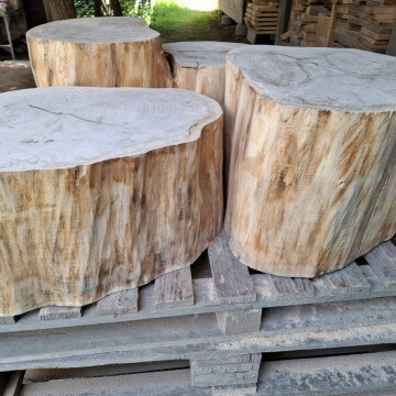 Trzy pnie lipy półmetrowej średnicy